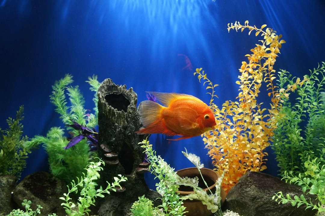 freshwater aquarium fish tank