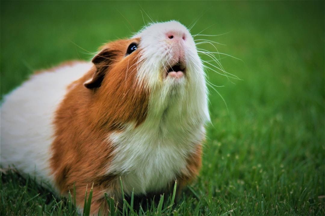 Cochon d'Inde