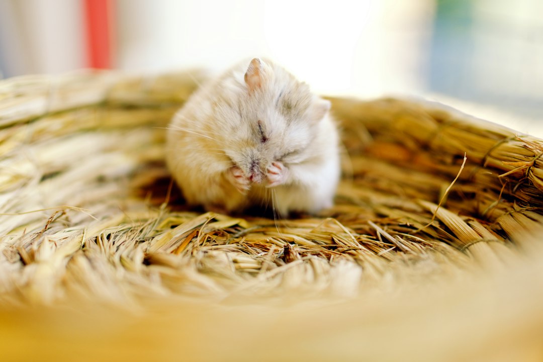 sleeping hamster