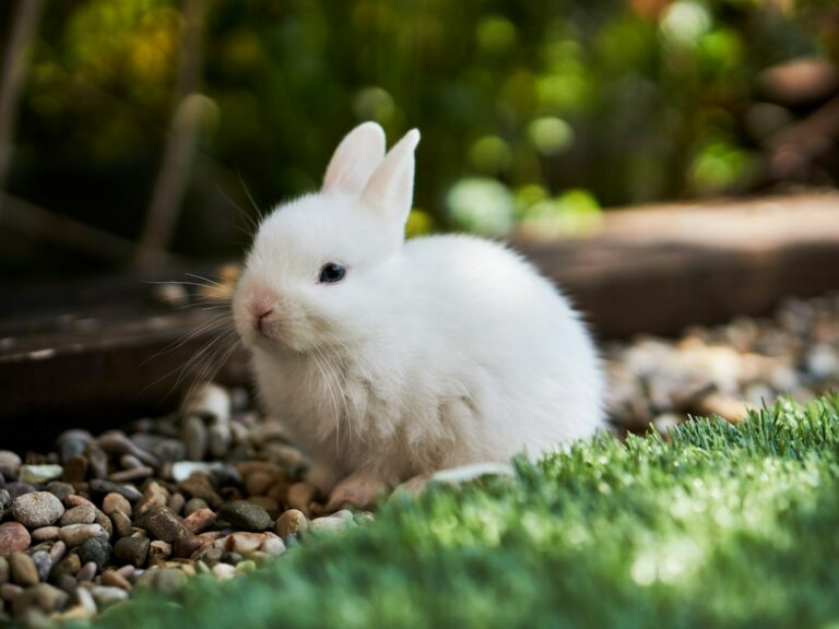 Pourquoi mon lapin tape du pied ?