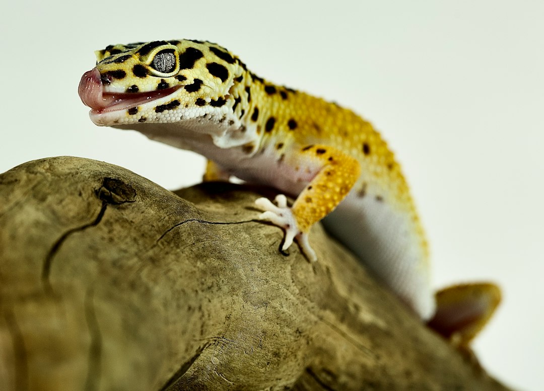 leopard gecko terrarium setup