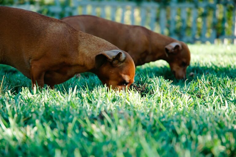 Pourquoi mon chien mange de l'herbe ?