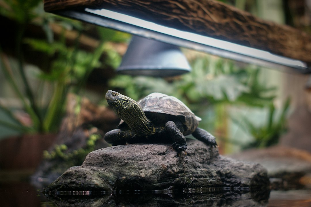 reptile heat mat thermostat