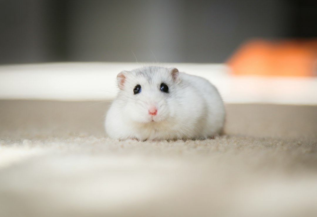 Hamster domestique