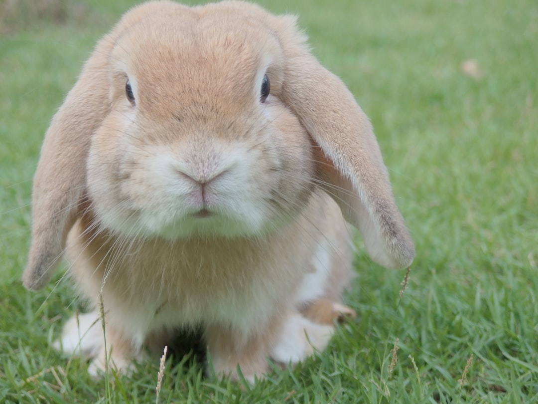 Lapin domestique