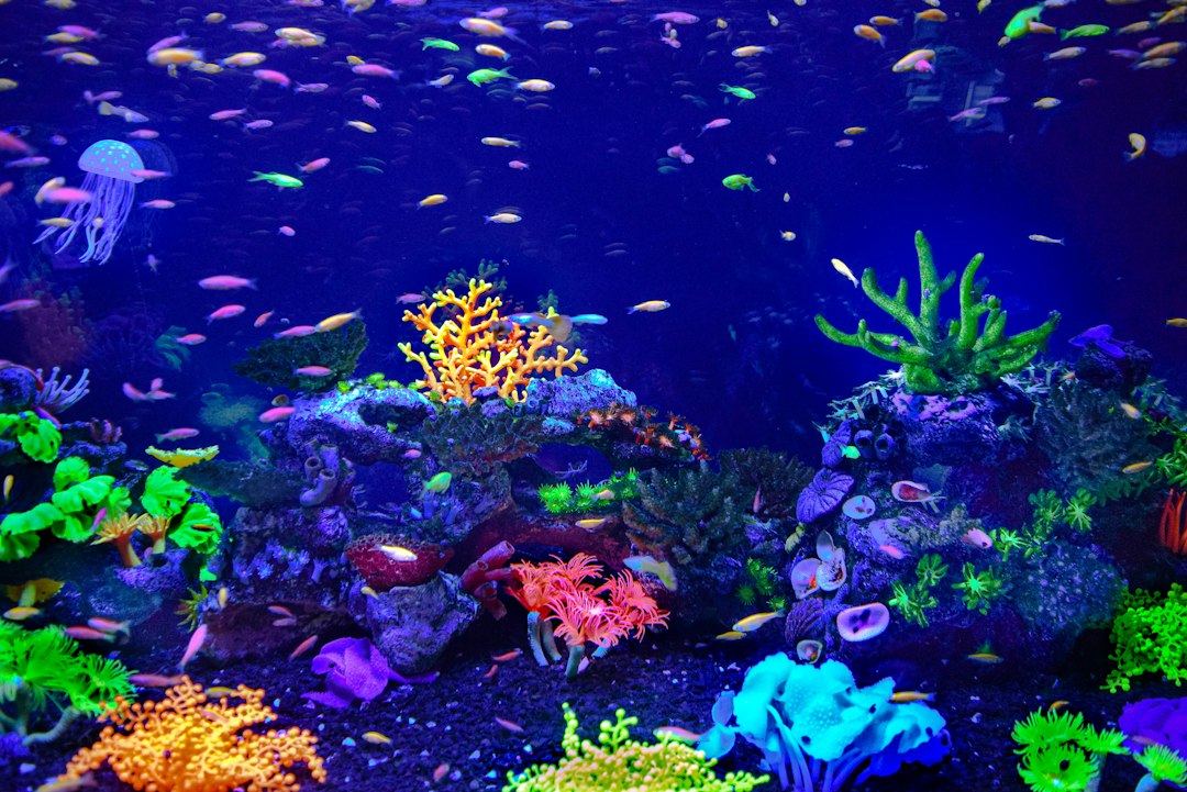 aquarium beginner setup