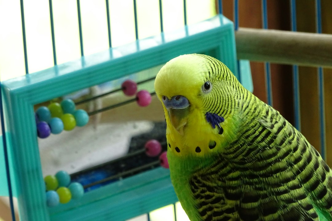 parakeet cage toys