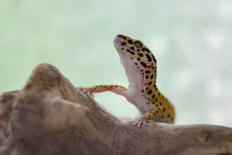 Quelle température et quelle humidité pour un terrarium de gecko léopard débutant ?