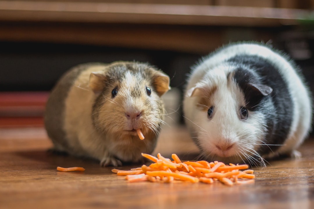 guinea pig eating