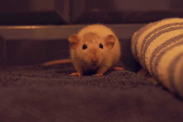 Combien de temps dort un rat domestique par jour ?