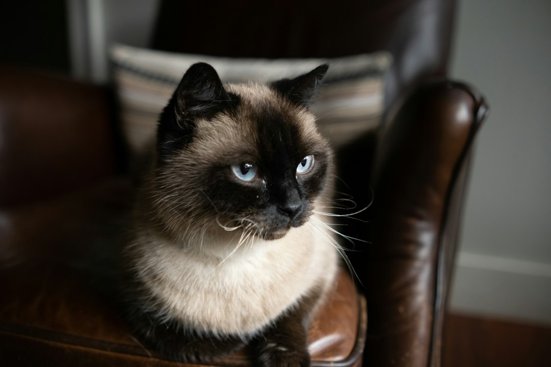Chat à la maison, portrait