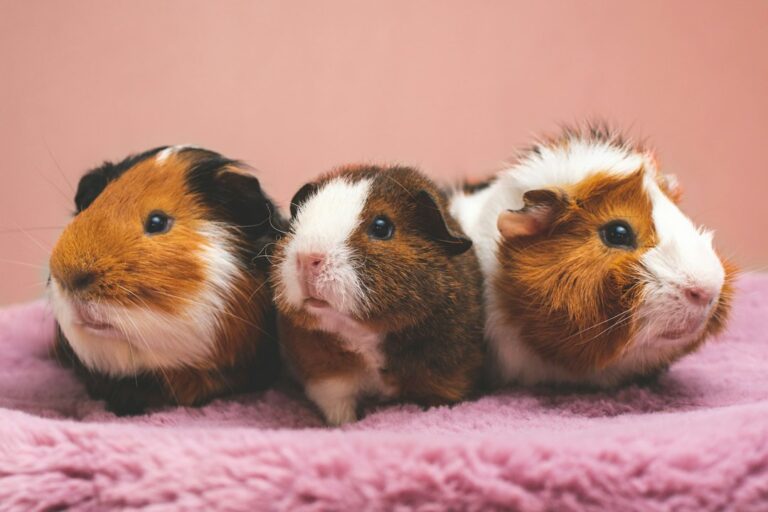 Pourquoi mon cochon d'Inde couine ?