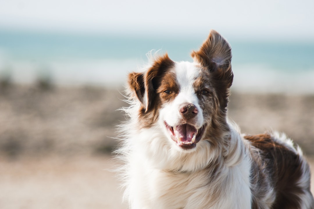 Chien souriant, portrait