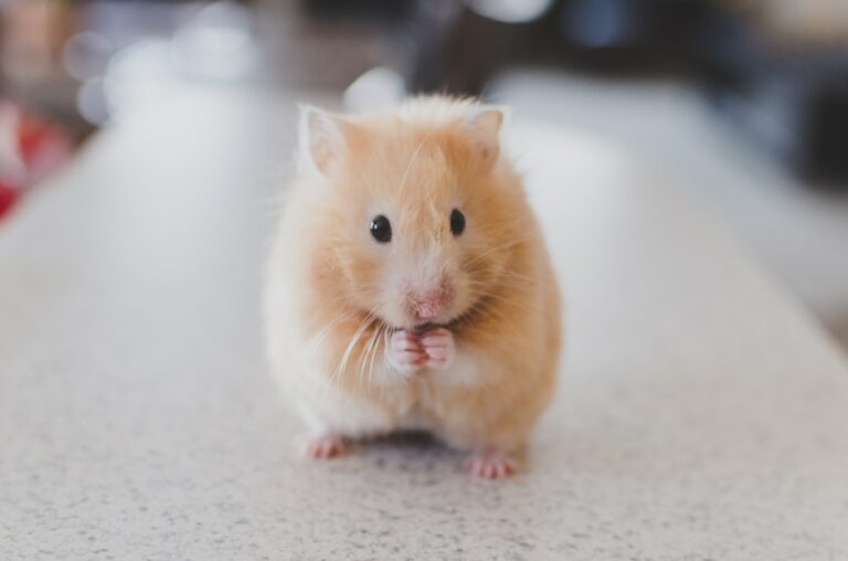 Combien de temps dort un hamster ?