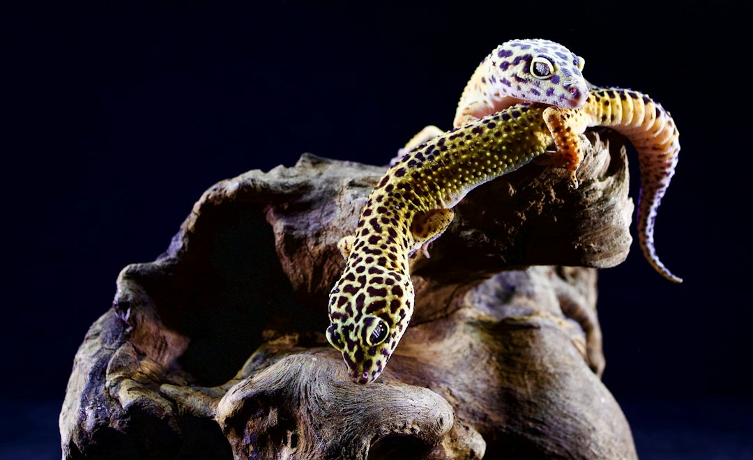 Gecko léopard en terrarium