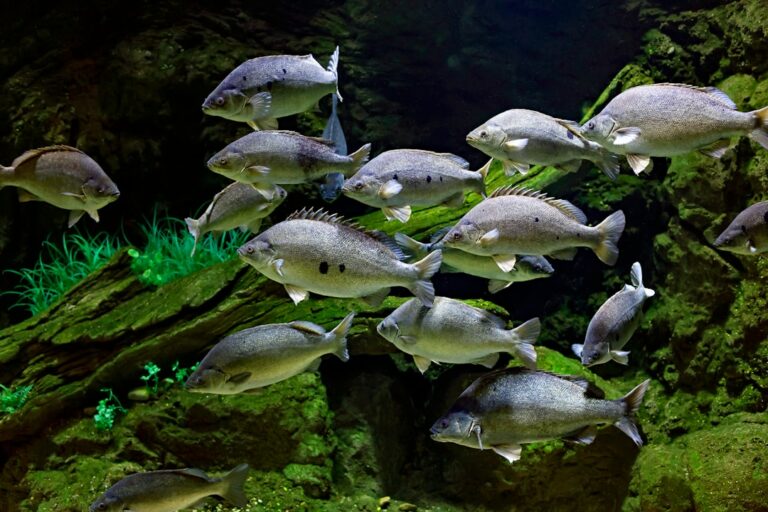 Combien de litres pour un aquarium débutant ?