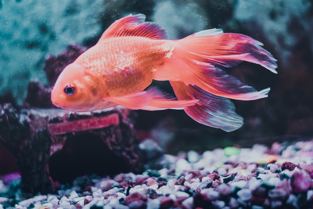 Aquarium avec poissons