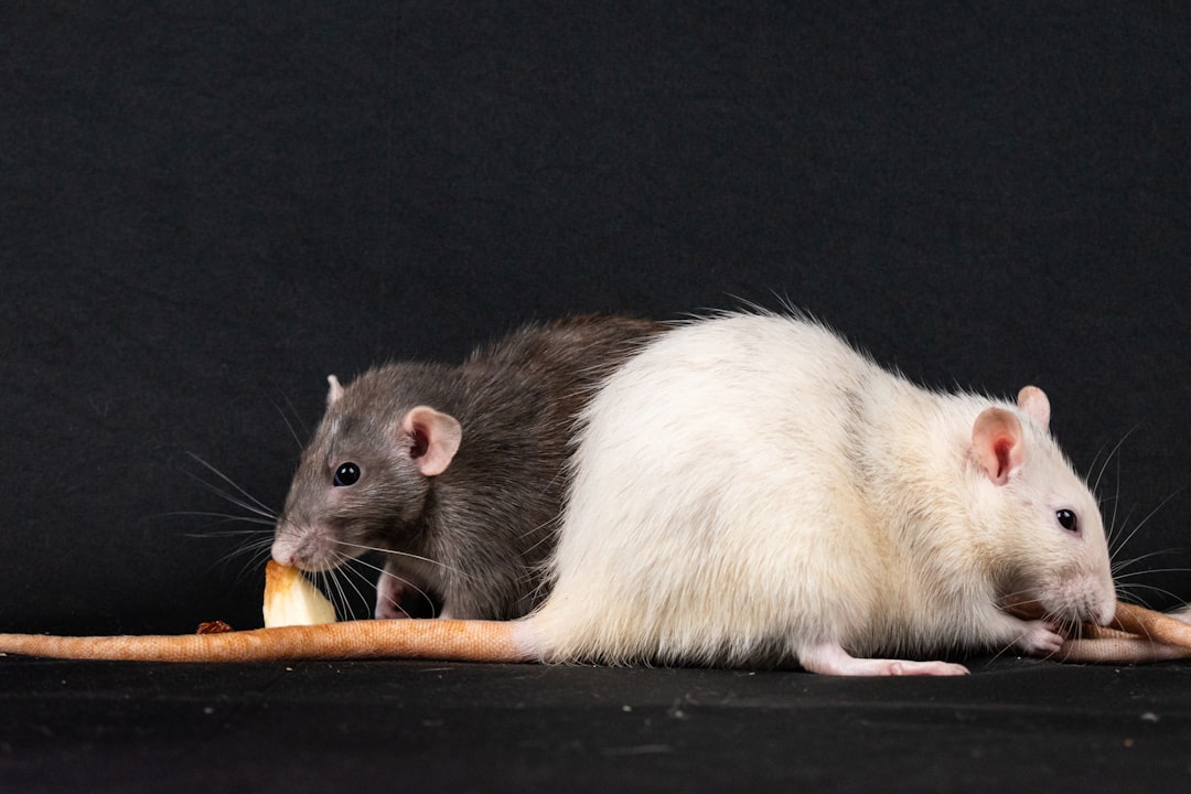 Rat domestique