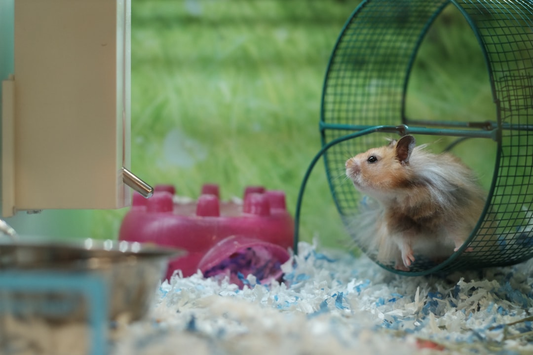 hamster wheel night